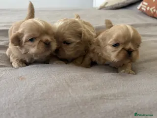 Shih Tzu dogs Imperial Shihtzu - Advert 1