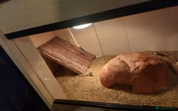 Lizard reptiles for sale: Jeweled leserta  - Image 3
