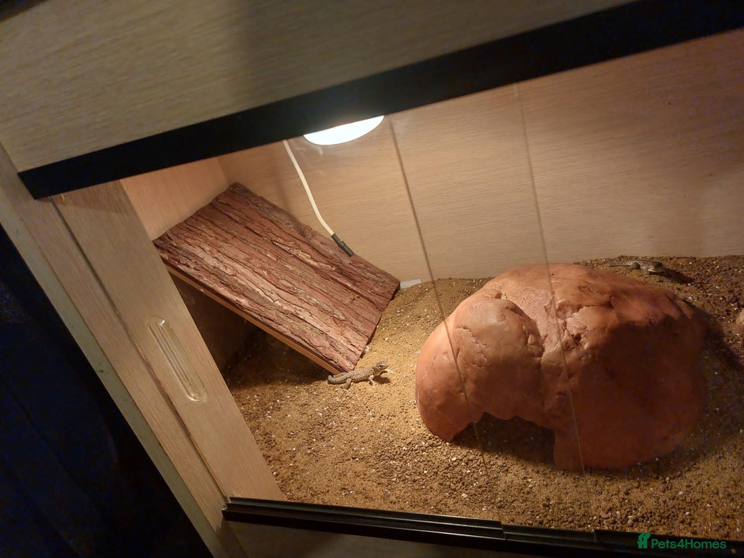 Lizard reptiles for sale: Jeweled leserta  - Image 3
