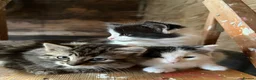 Mixed Breed cats for sale: Kitten  - Advert 6