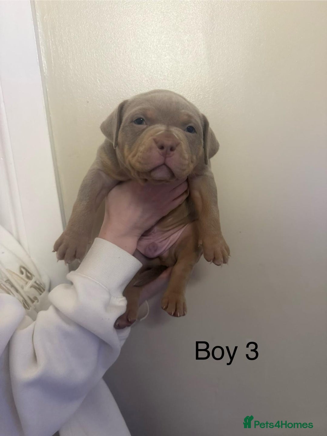 American Bully dogs for sale: Pocket bully pups - Advert 29