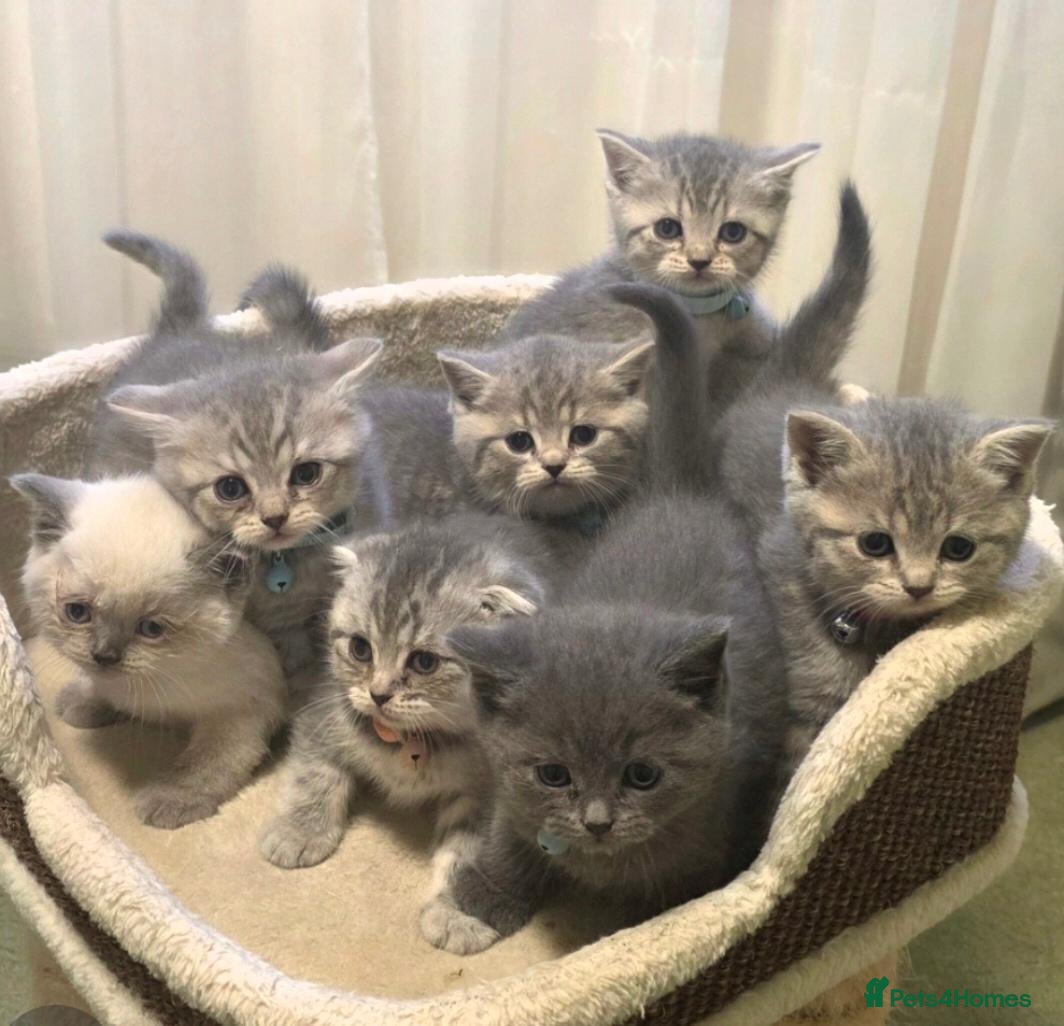 Scottish Fold cats  BRITISH SHORTHAIR KITTENS - Advert 17