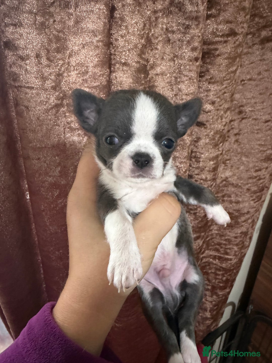 Chihuahua dogs for sale: Chihuahua pups - Advert 18