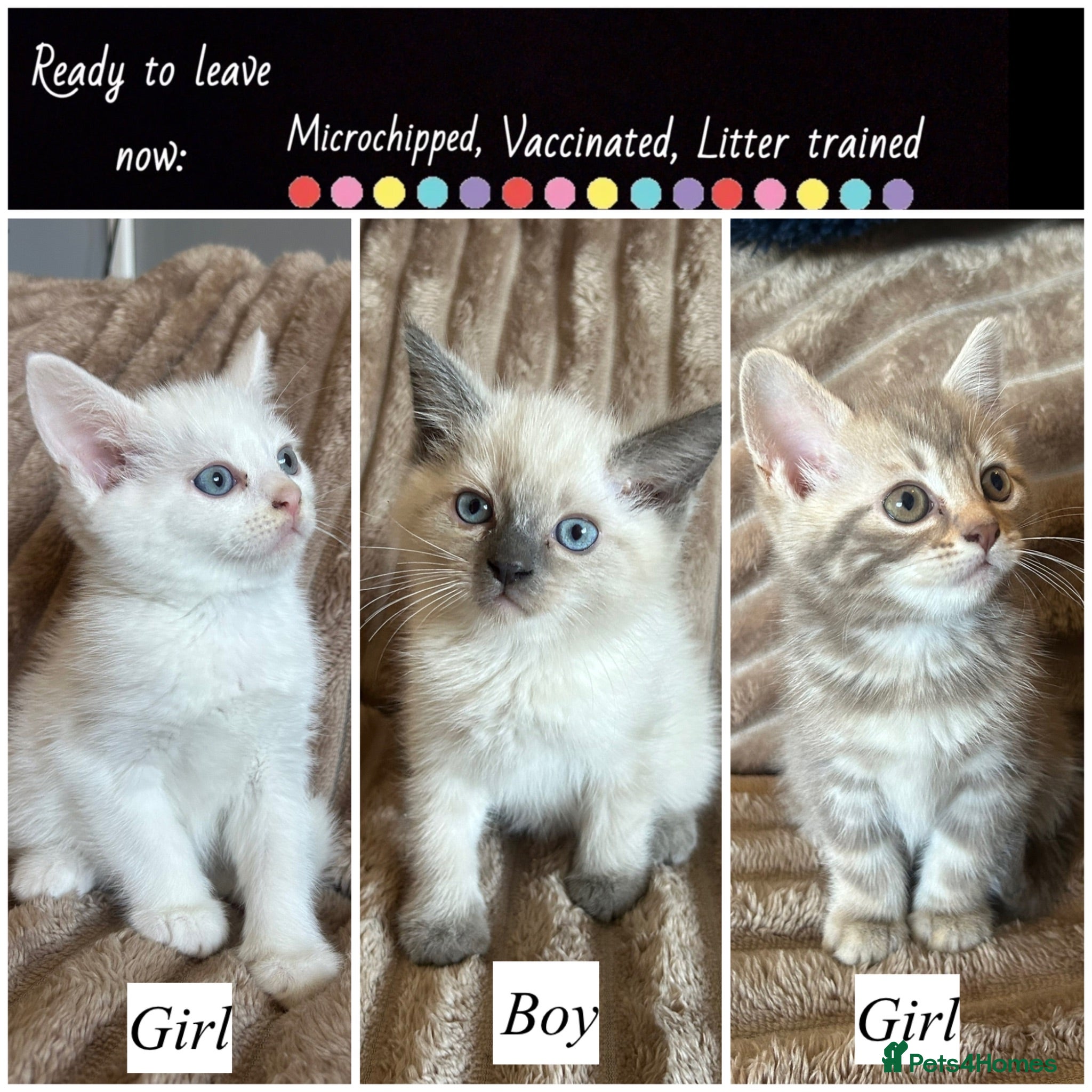 British Shorthair cats NORWEGIAN FOREST KITTENS  - Advert 1