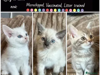 British Shorthair cats NORWEGIAN FOREST KITTENS - Advert 1