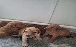 Standard Poodle dogs for sale: Standard poodle pups dark apricot or cream - Image 8