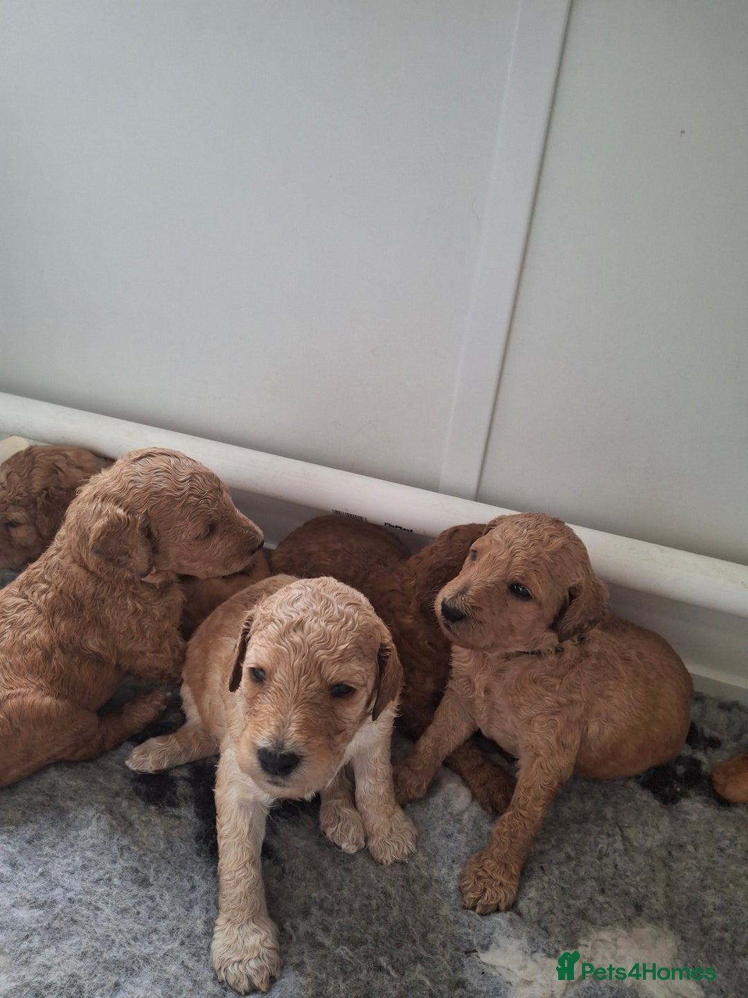 Standard Poodle dogs for sale: Standard poodle pups dark apricot or cream - Image 8
