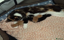 Domestic Shorthair cats for sale: 8 Bundles of joy - Image 12
