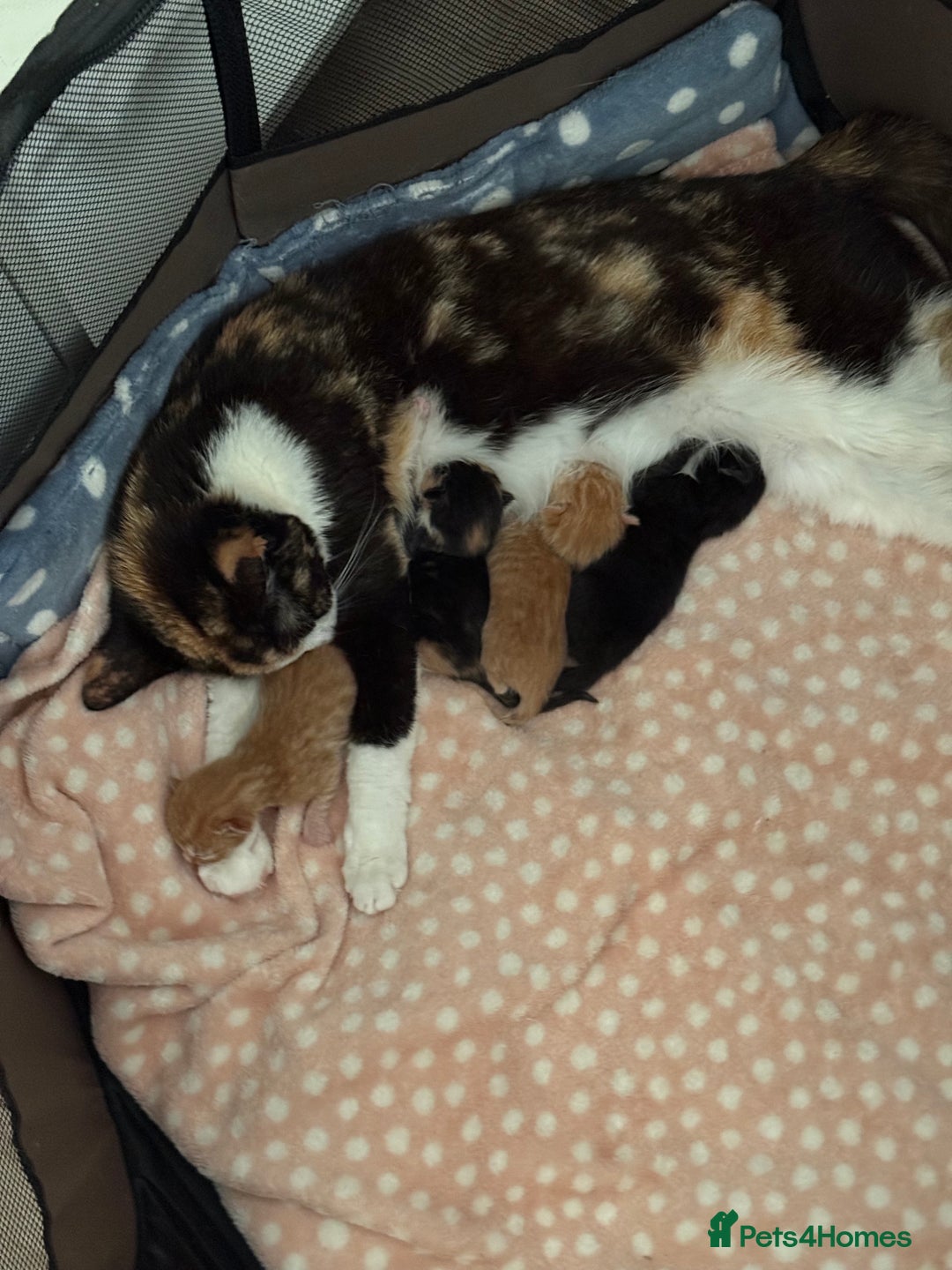 Domestic Shorthair cats for sale: 8 Bundles of joy - Image 12