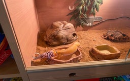 Leopard Gecko reptiles for sale: Leopard Gecko and Vivarium complete set - Image 5