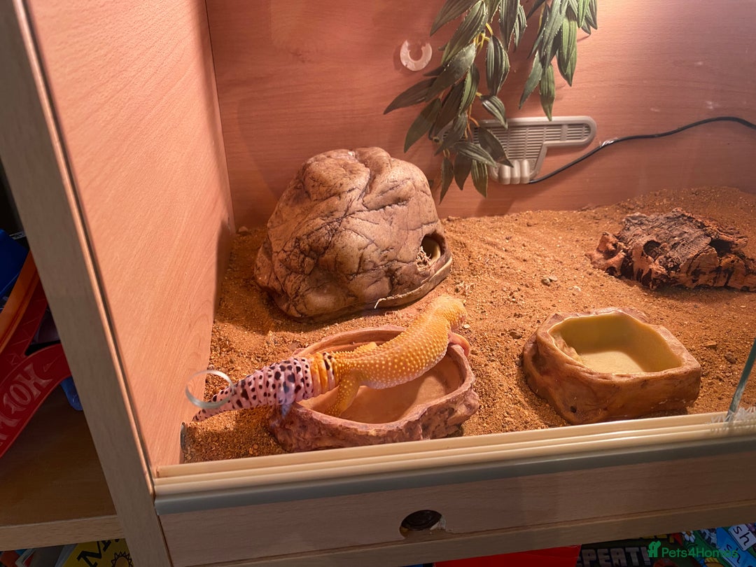 Leopard Gecko reptiles for sale: Leopard Gecko and Vivarium complete set - Image 5