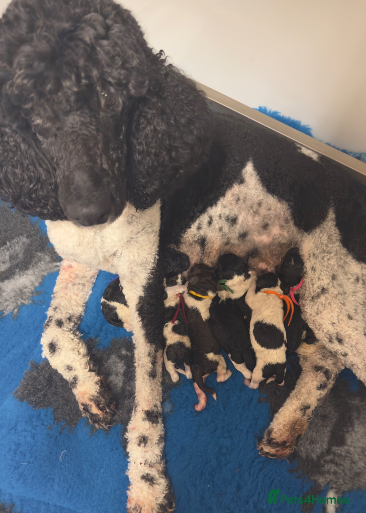 Standard Poodle dogs Amazing KC reg strandard poodle pups  - Advert 4