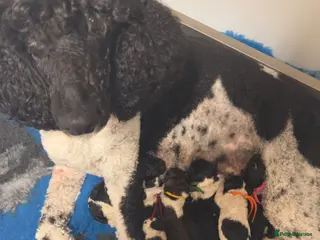 Standard Poodle dogs Amazing KC reg strandard poodle pups - Advert 4