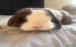 Mini Lop rabbits for sale: Beautiful Blue eyed Mini Lop for sale ( Male) in Glasgow - Image 5