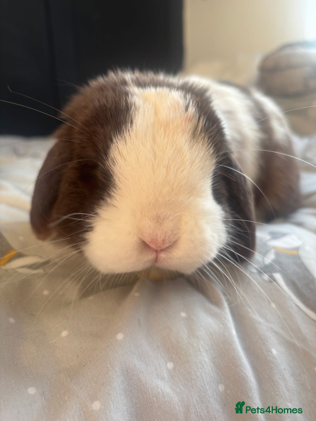Mini Lop rabbits for sale: Beautiful Blue eyed Mini Lop for sale ( Male) in Glasgow - Image 5