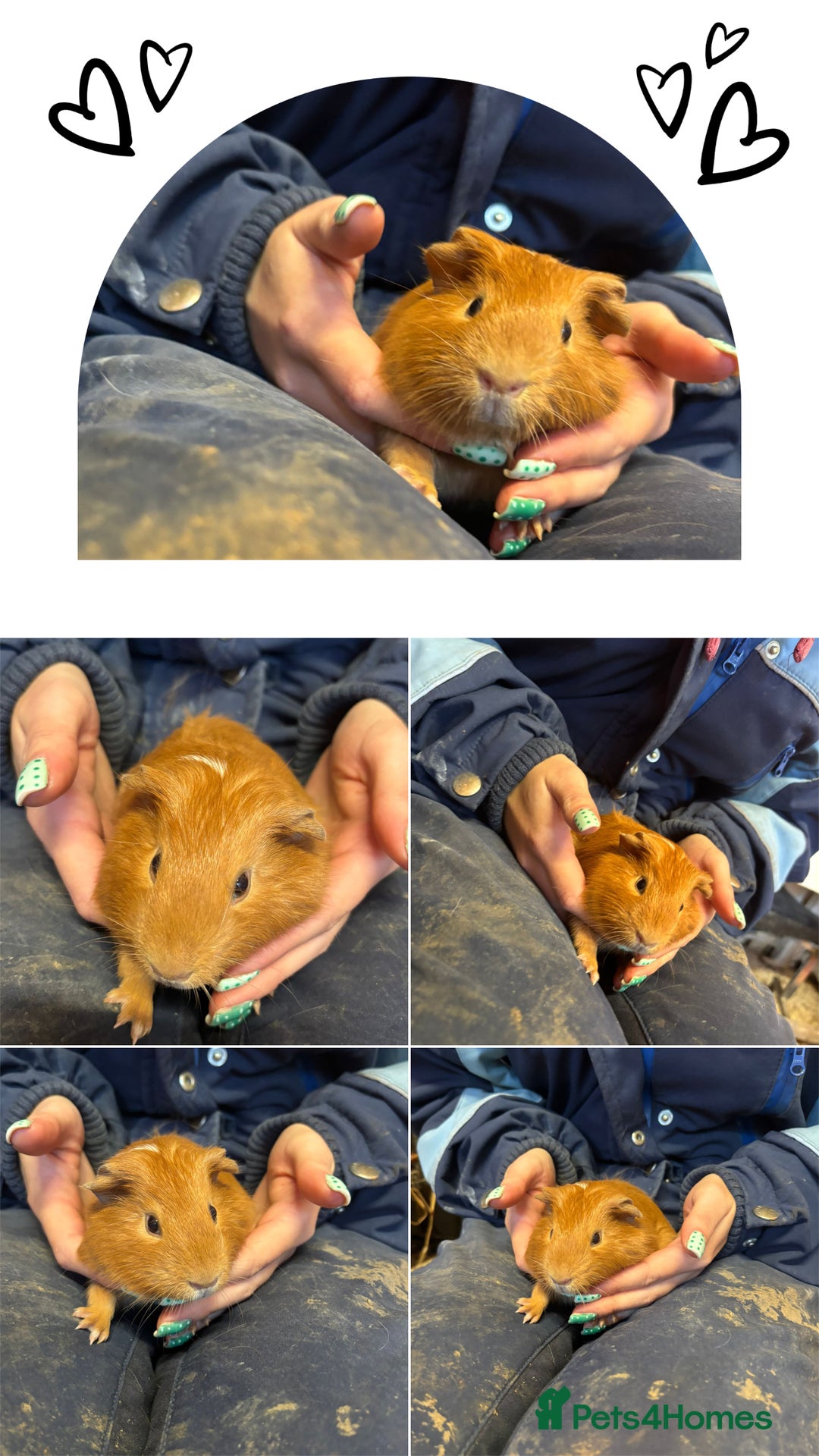 Guinea Pig rodents for sale: Guinea Pigs - Young Males & Females - Advert 4