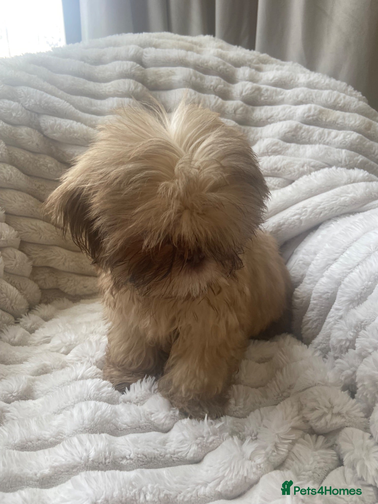 Shih Tzu dogs Beautiful shihtzu pups  - Advert 2