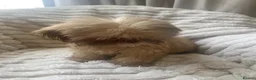 Shih Tzu dogs for sale: Beautiful shihtzu pups  - Advert 2