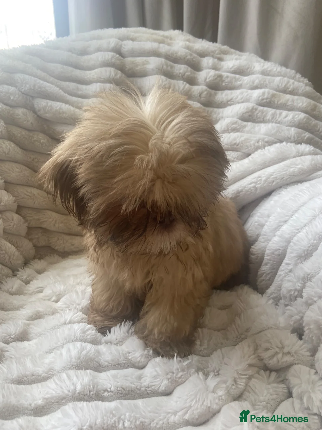 Shih Tzu dogs for sale: Beautiful shihtzu pups  - Advert 2