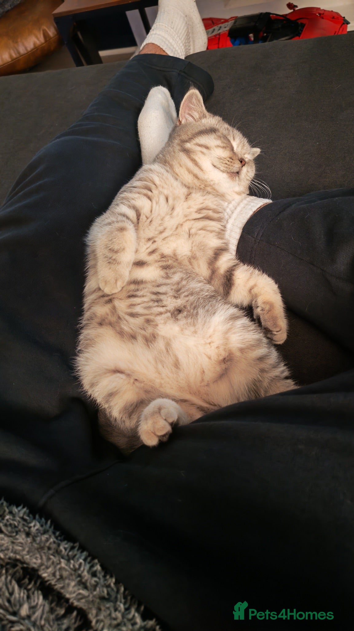 British Shorthair cats British Shorthair (1 Yrs) Gentle Female - Advert 6