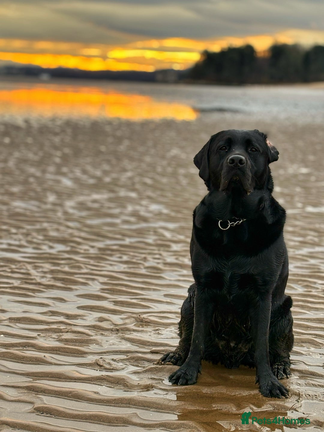 Labrador Retriever dogs for stud: KC registered show Labrador for stud  - Advert 7