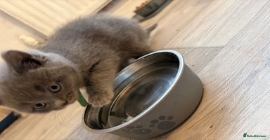 British Shorthair cats - Advert 4