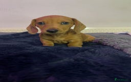 Miniature Dachshund dogs for sale: Ready to leave Miniature dachshunds cearphilly  - Image 30