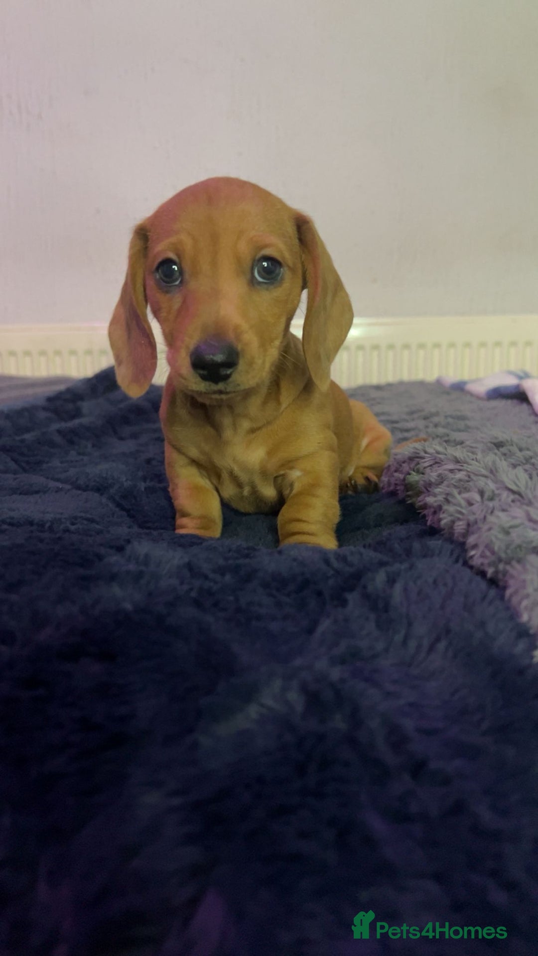Miniature Dachshund dogs for sale: Ready to leave Miniature dachshunds cearphilly  - Image 30