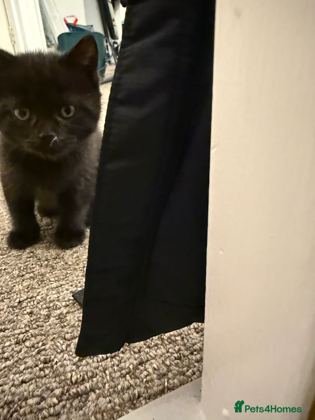 Mixed Breed cats for sale: Tuxedo, tabby and British shorthair mix - Advert 8