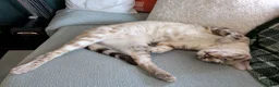 Mixed Breed cats for sale: Snow Lynx Bengal Male - Advert 2
