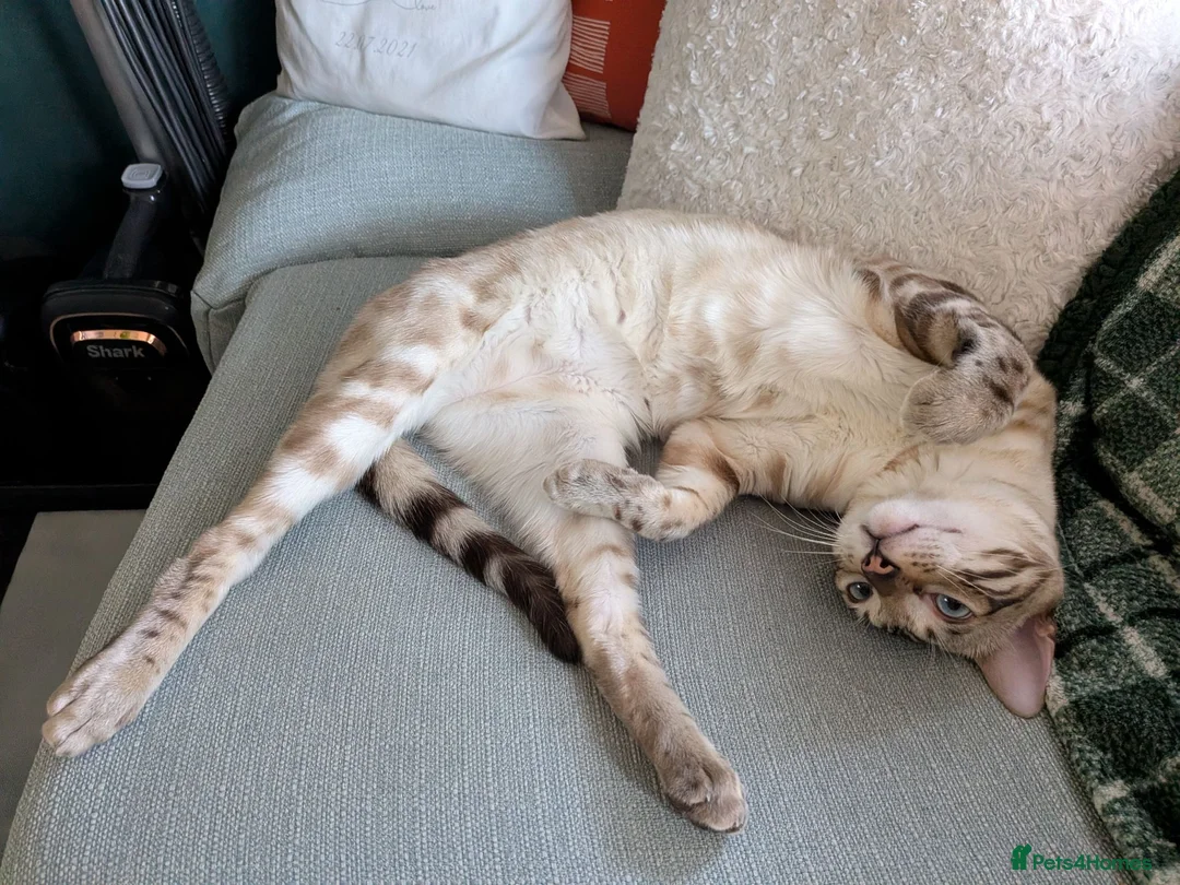 Mixed Breed cats for sale: Snow Lynx Bengal Male - Advert 2