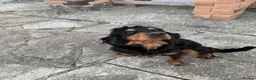 Cocker Spaniel dogs for sale: Spaniel 18 month juvenile  in Southampton - Advert 4
