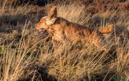 Cocker Spaniel dogs for stud: Shug - Fully Health Tested Gold WCS Stud - Image 2