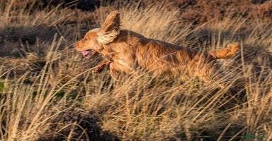 Cocker Spaniel dogs - Advert 13
