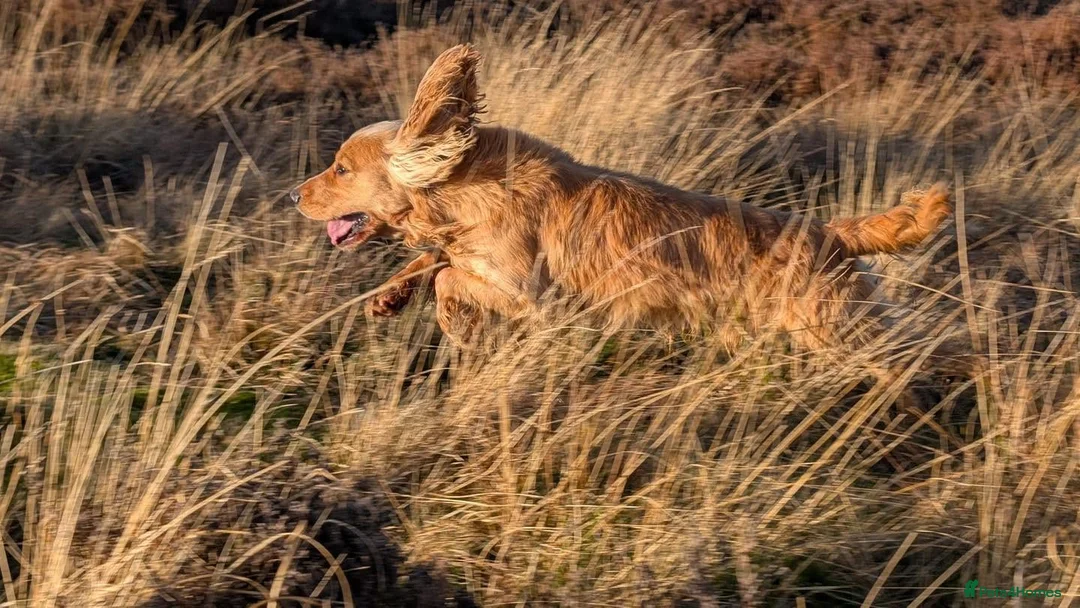 Cocker Spaniel dogs for stud: Shug - Fully Health Tested Gold WCS Stud - Advert 2