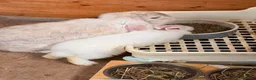 Mini Lop rabbits for sale: Mini lop buck and doe  in Middlesbrough - Advert 4