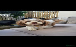 Shihpoo dogs for stud: Winnie is looking for a boyfriend in Pickering - Image 1