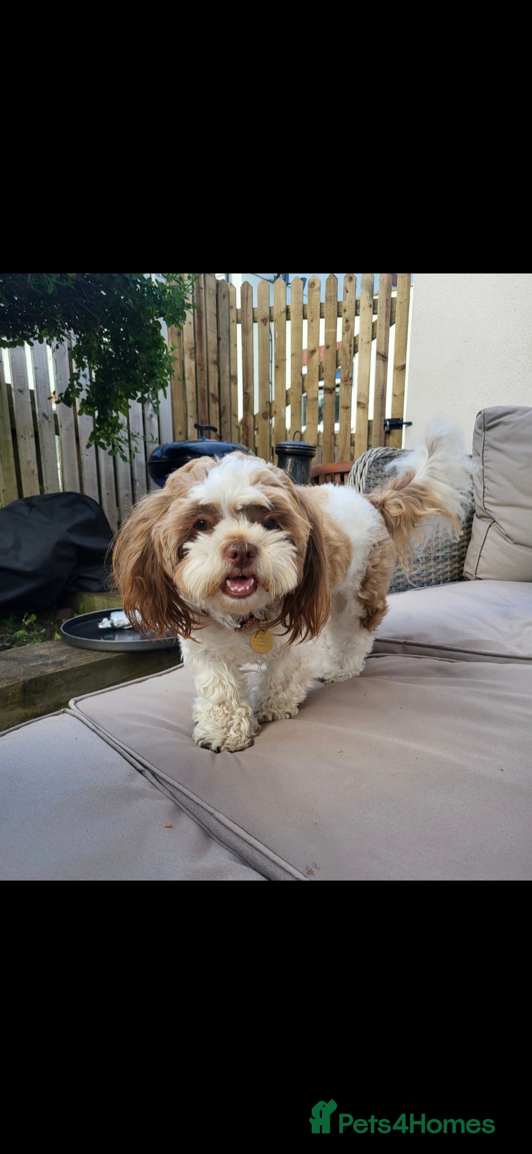 Shihpoo dogs for stud: Winnie is looking for a boyfriend in Pickering - Image 1