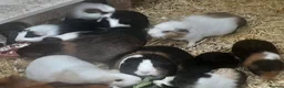 Guinea Pig rodents for sale: Baby guinea pigs - Advert 5