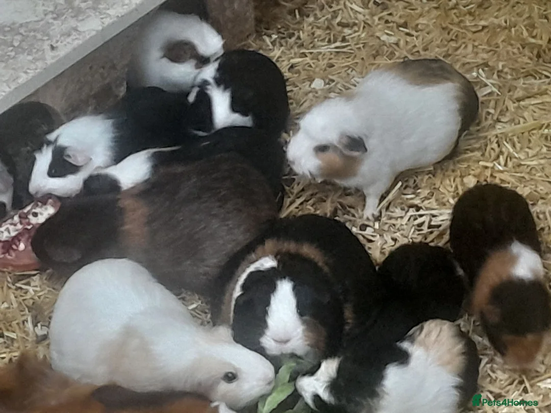 Guinea Pig rodents for sale: Baby guinea pigs - Advert 5