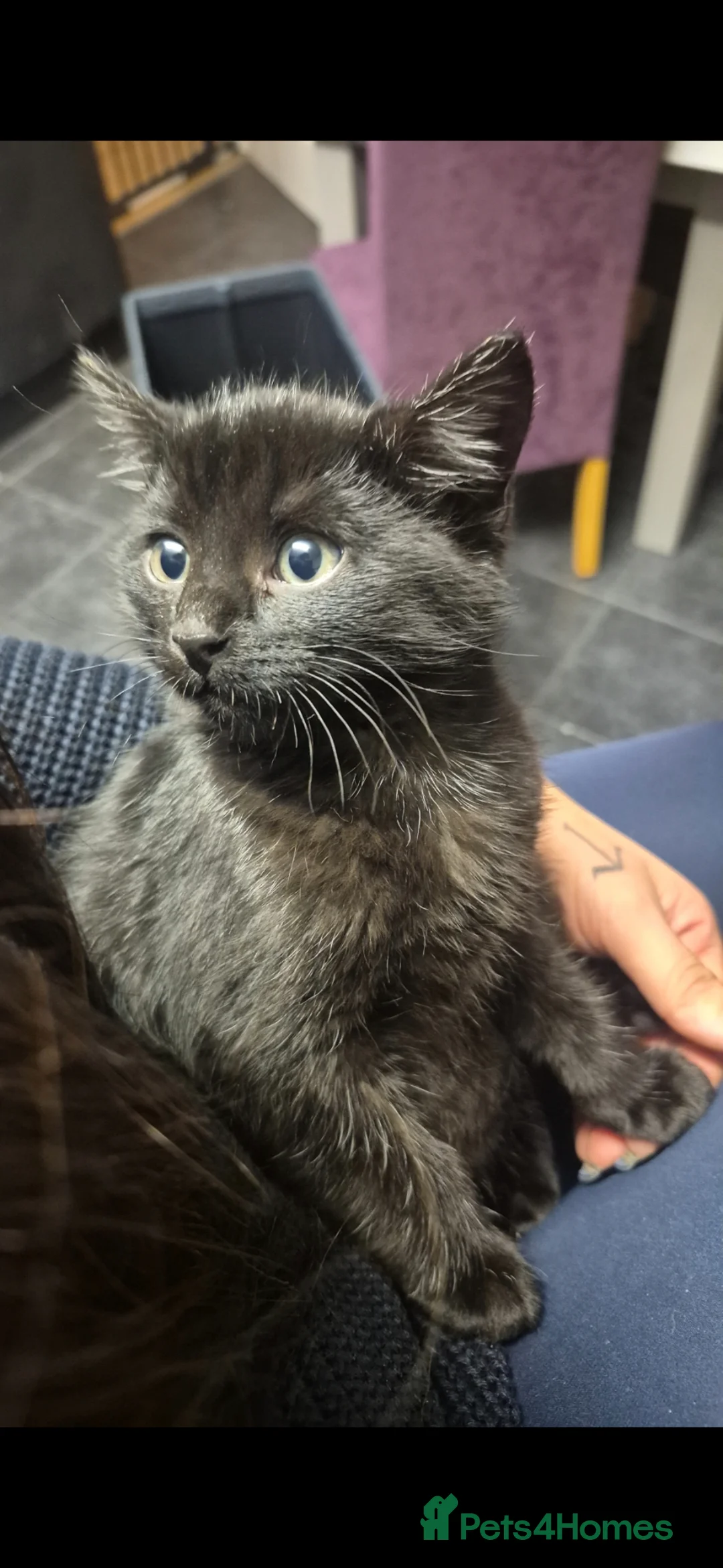 Domestic Shorthair cats for sale: Loving black kitten looking for forever home  - Advert 2