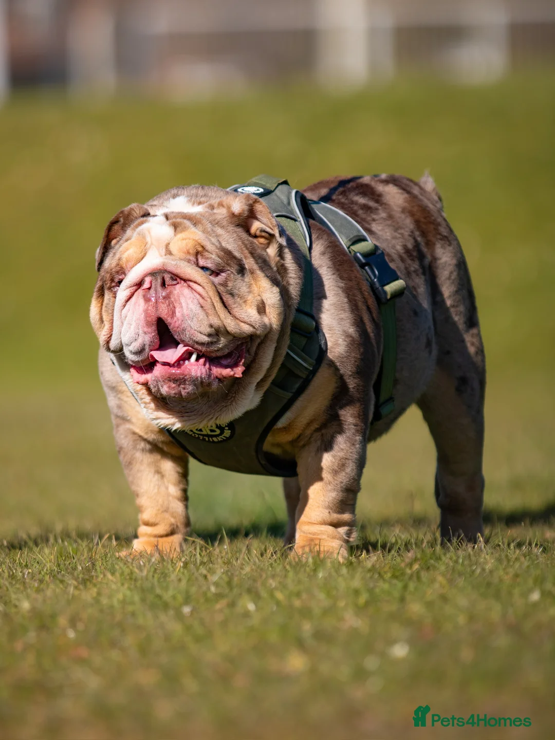 English Bulldog dogs for stud: * Choc n tan Merle STUD - PROVEN! (MR MAGOO) in Stevenage - Advert 8