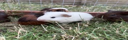 Guinea Pig rodents for sale: Cheeky baby guinea pigs! - Advert 8