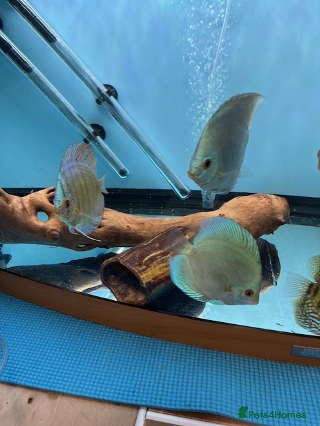 Discus fish for sale: HIGH QUALITY DISCUS £40 EACH  - Advert 13