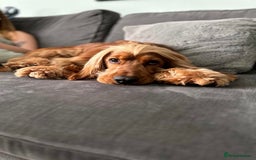 Cocker Spaniel dogs for stud: PROVEN Golden Show type Cocker spaniel STUD in Swindon - Image 7