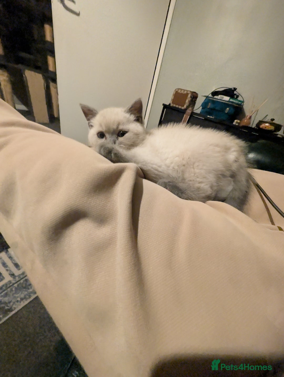 British Shorthair cats for sale: British Short Hairs And White BSH - Image 7