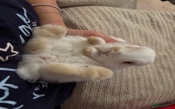 Dwarf Lop rabbits for sale: Baby bunnies - Image 7