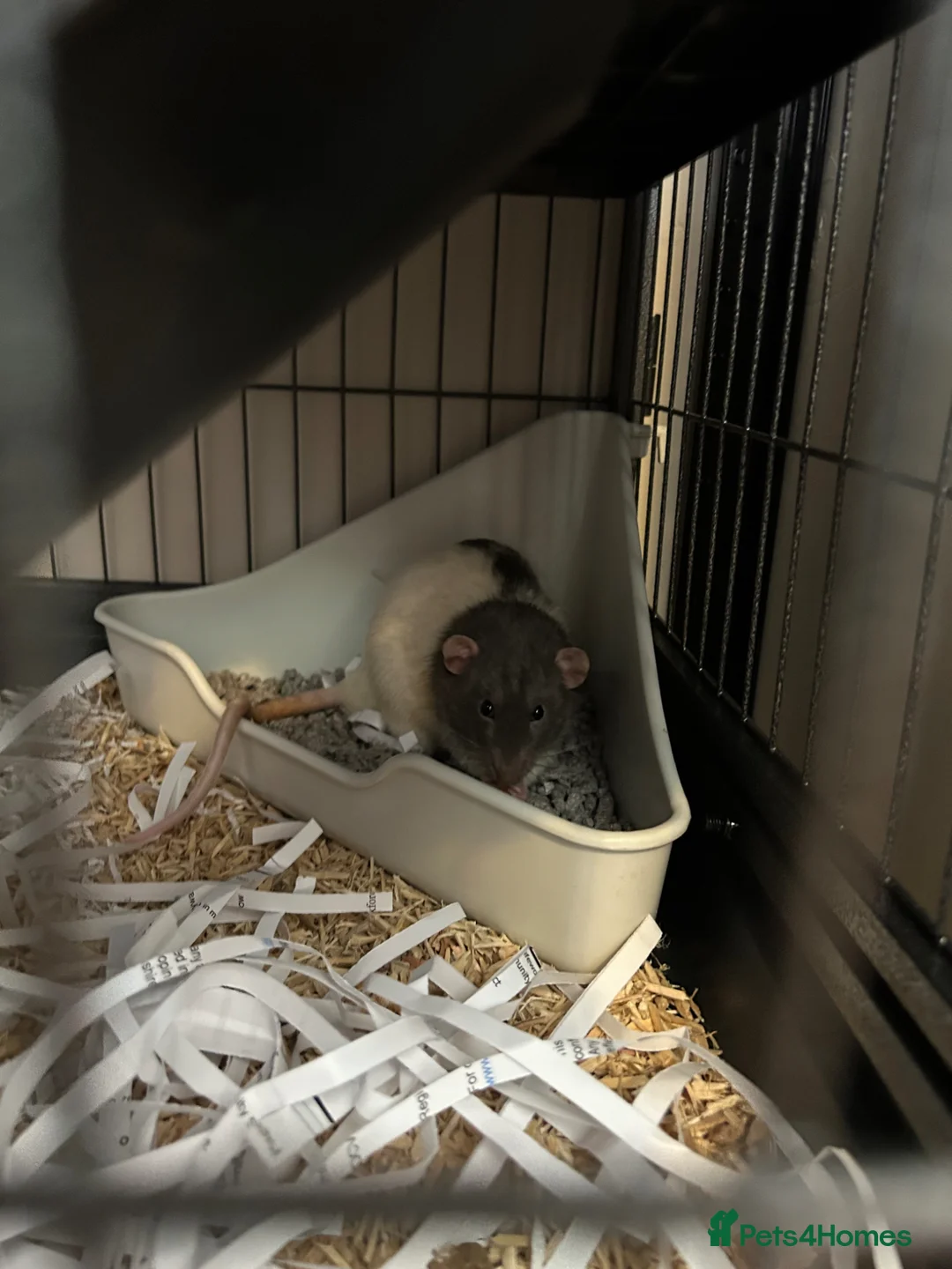 Rat rodents for sale: Three male rats WITH enclosure in Leicester - Advert 5