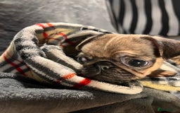 Pug dogs for sale: Beautiful pug puppies - Advert 4