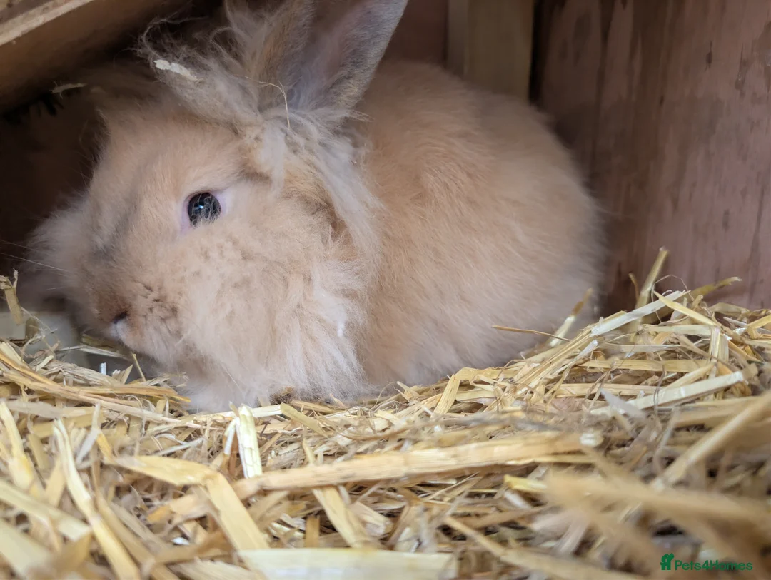 Lionhead rabbits for sale: 2x Lionhead Bucks  - Advert 5